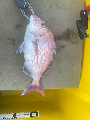 タイの釣果