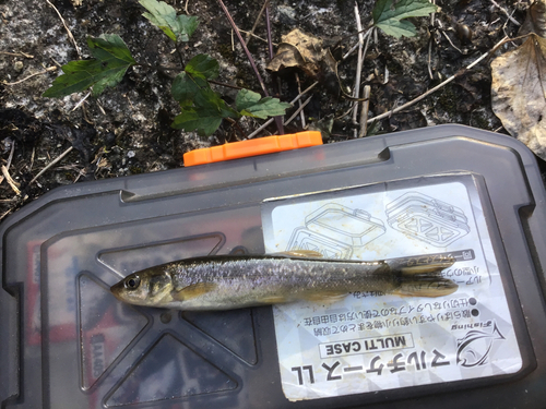 タカハヤの釣果