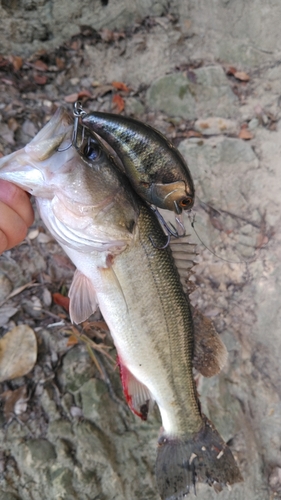 ブラックバスの釣果