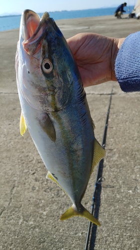 ハマチの釣果