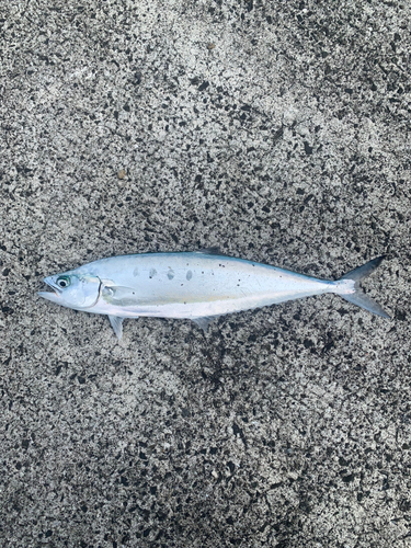 ミナミイケカツオの釣果