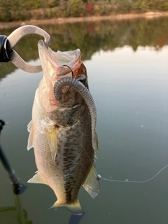 ラージマウスバスの釣果