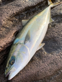 イナダの釣果