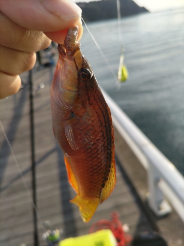 アカササノハベラの釣果