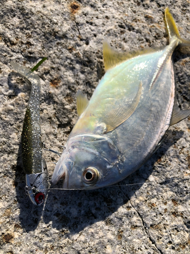 メッキの釣果