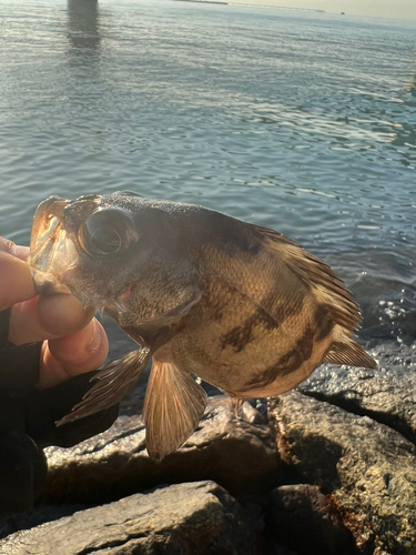 メバルの釣果