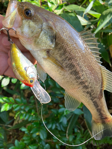 ブラックバスの釣果