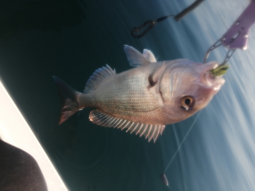 マダイの釣果