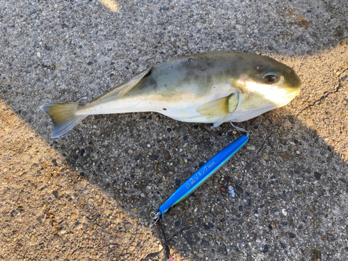 シロサバフグの釣果