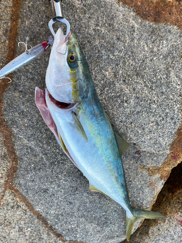 ハマチの釣果