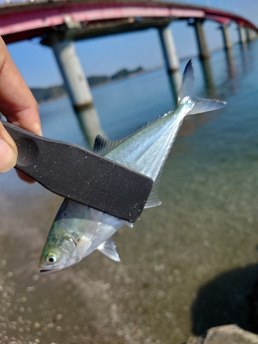 イケカツオの釣果