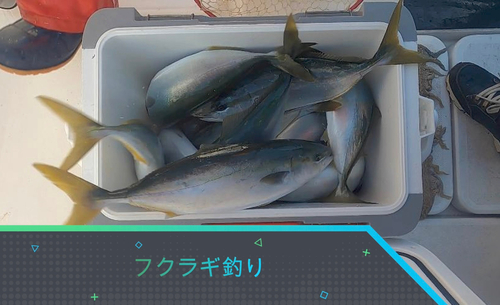 フクラギの釣果