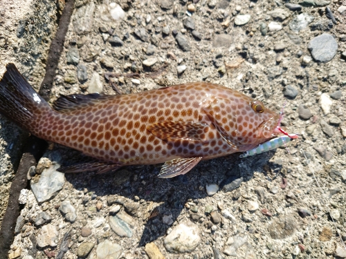 オオモンハタの釣果