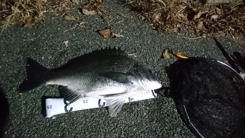 クロダイの釣果