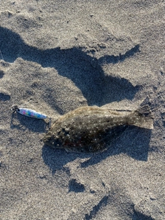 マゴチの釣果