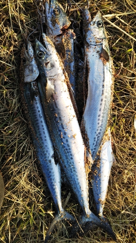 サゴシの釣果