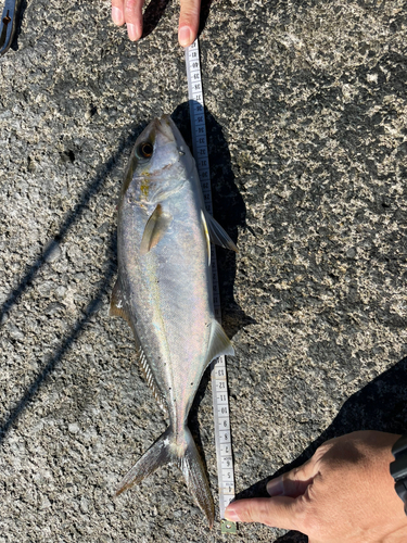 ショゴの釣果