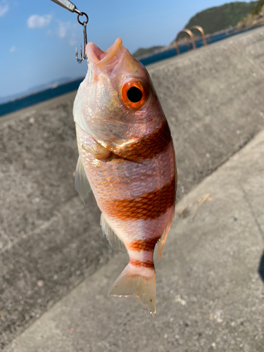 タマガシラの釣果