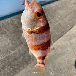 タマガシラ