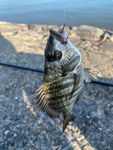 メイタの釣果