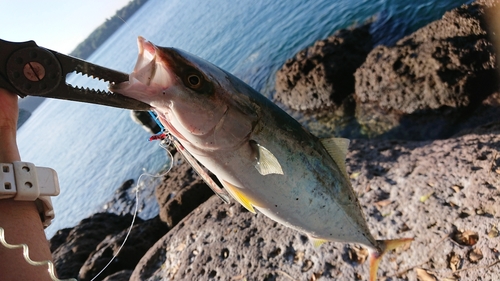 ブリの釣果