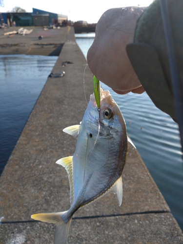 メッキの釣果