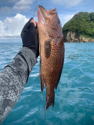 オオモンハタの釣果