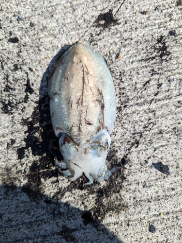 コウイカの釣果