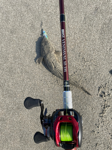 マゴチの釣果