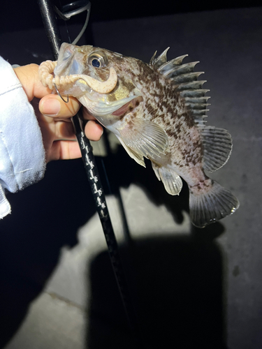 クロソイの釣果