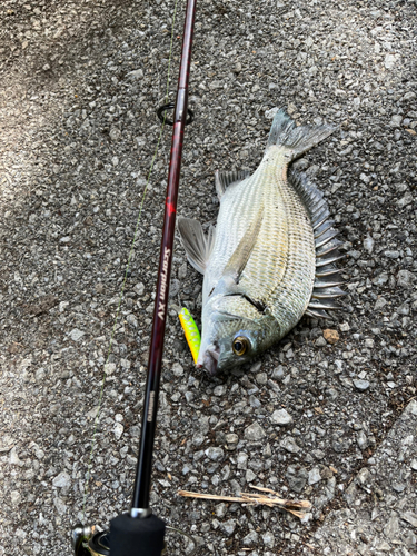 ミナミクロダイの釣果