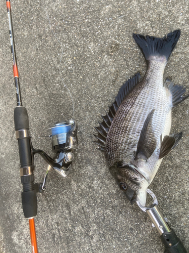 クロダイの釣果