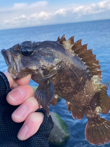 ムラソイの釣果