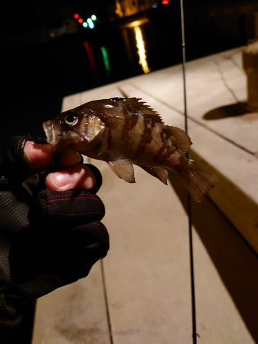 メバルの釣果