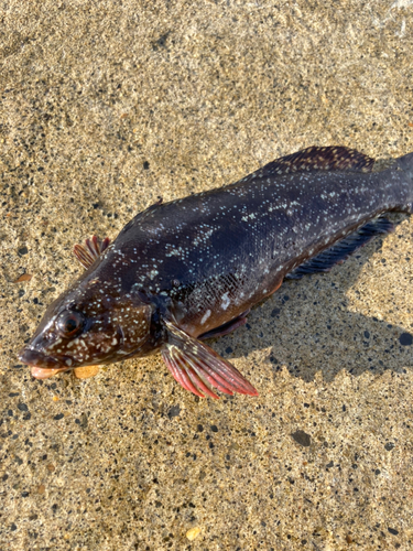 クジメの釣果