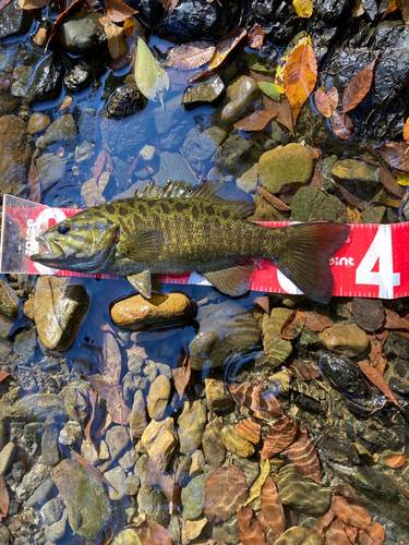 スモールマウスバスの釣果