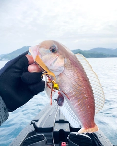 アマダイの釣果