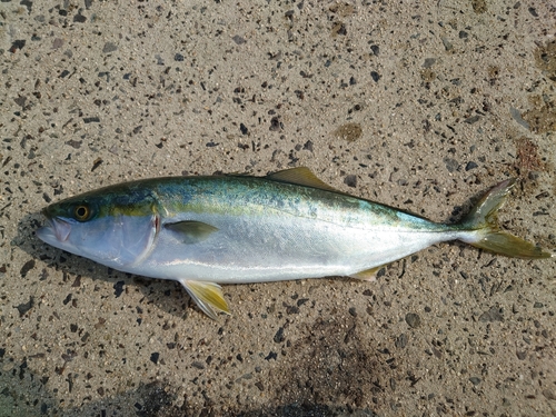 ヤズの釣果