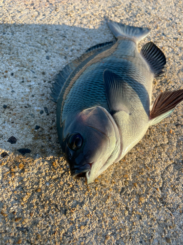 クロの釣果