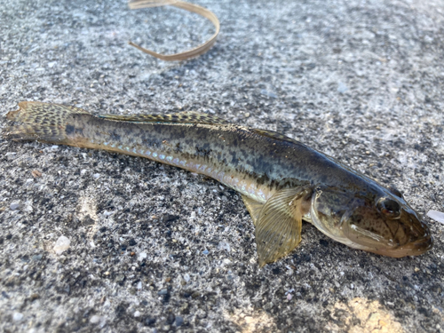 マハゼの釣果