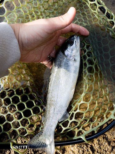 ニジマスの釣果