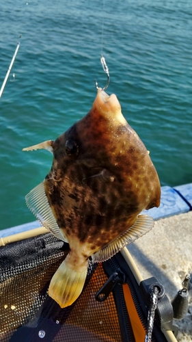 カワハギの釣果