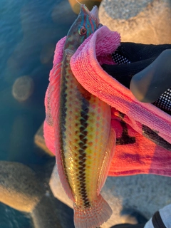 ベラの釣果