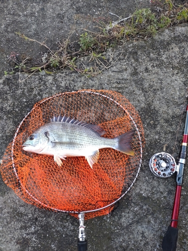 キチヌの釣果