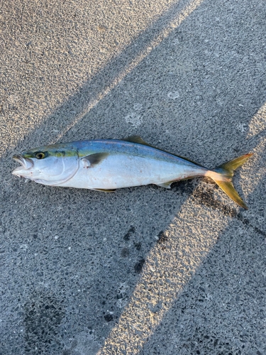 イナダの釣果