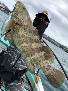 チャイロマルハタの釣果