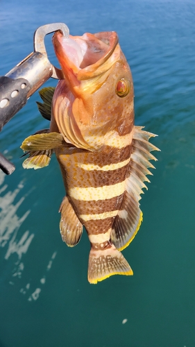 アオハタの釣果