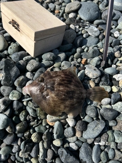 カワハギの釣果