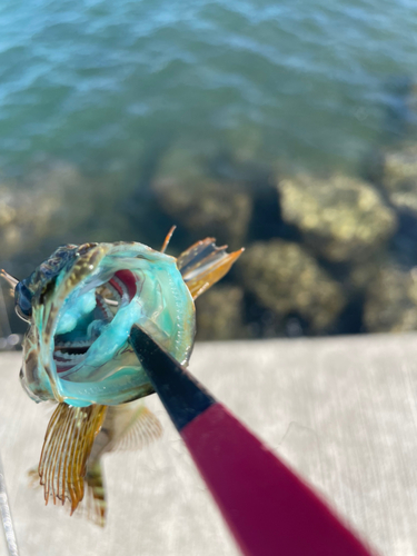 アナハゼの釣果