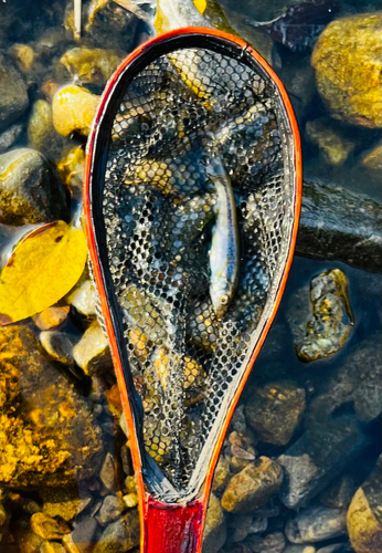 アブラハヤの釣果